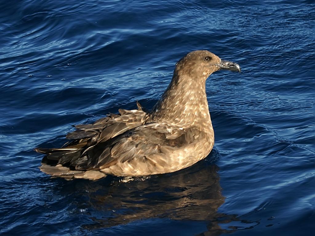 Págalo grande