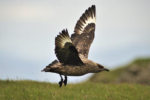 Págalo grande