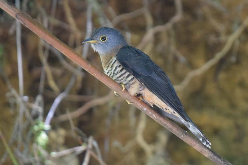 Cuco de Sonda