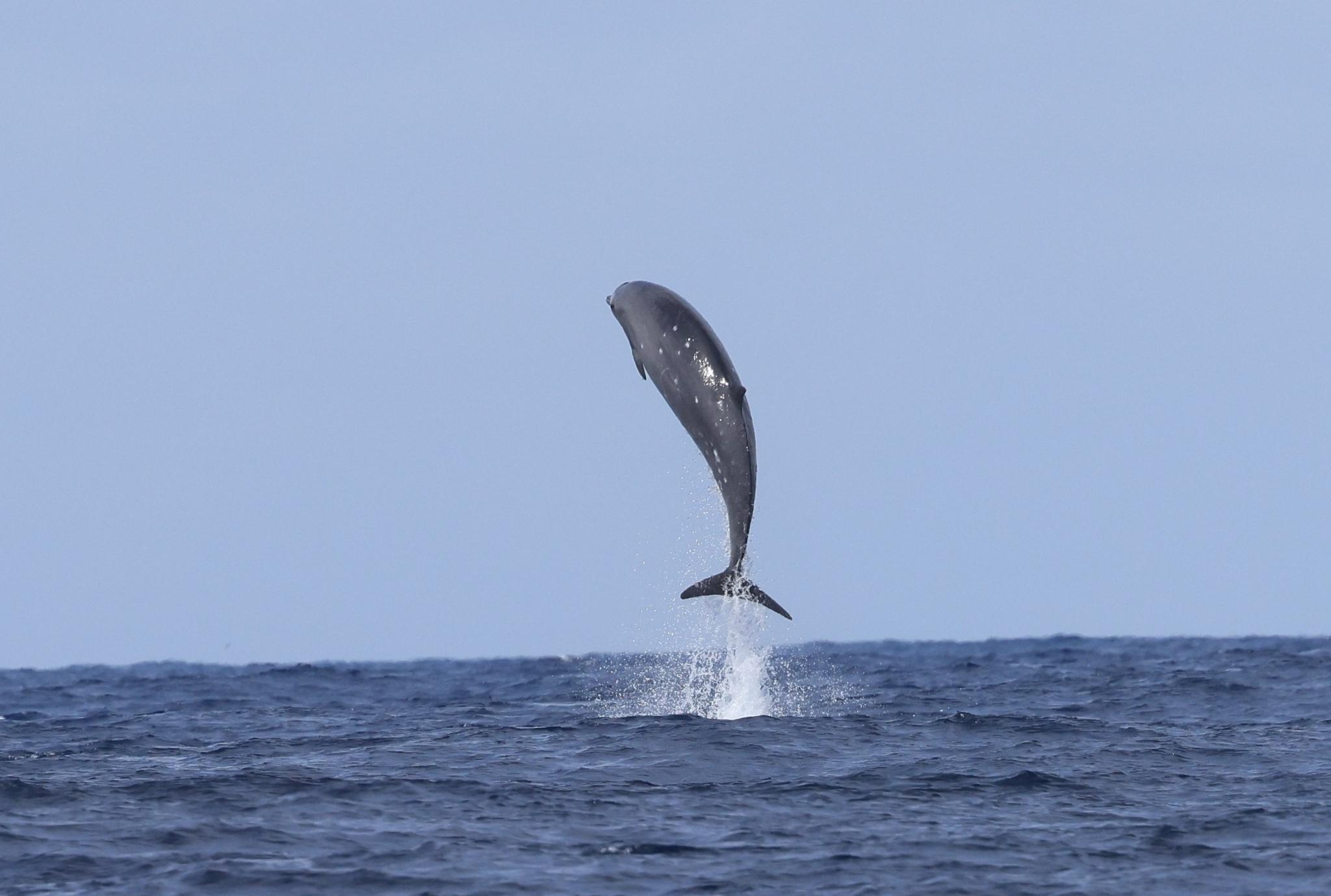 Ballena-picuda japonesa