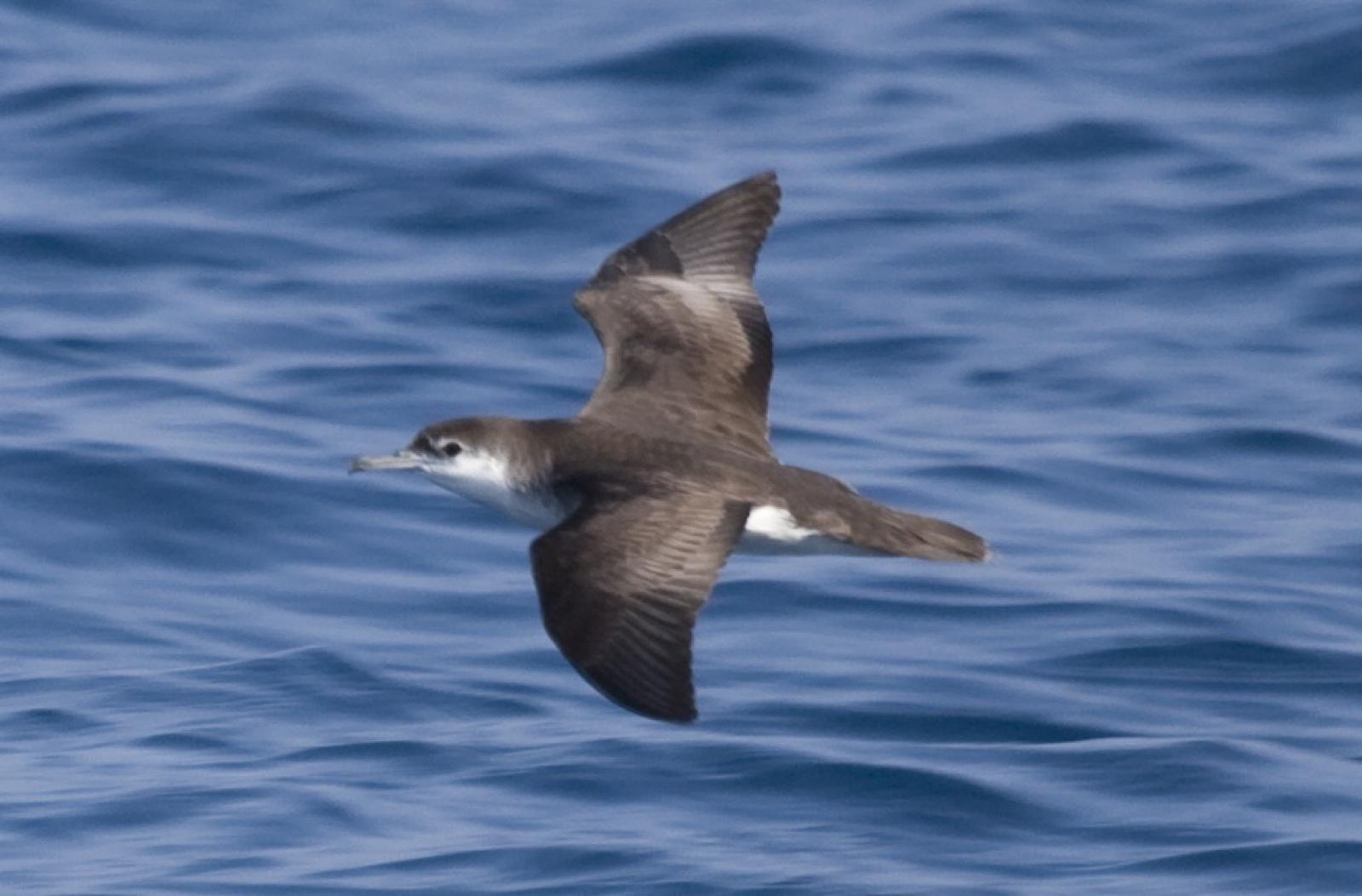 Pardela de Audubon