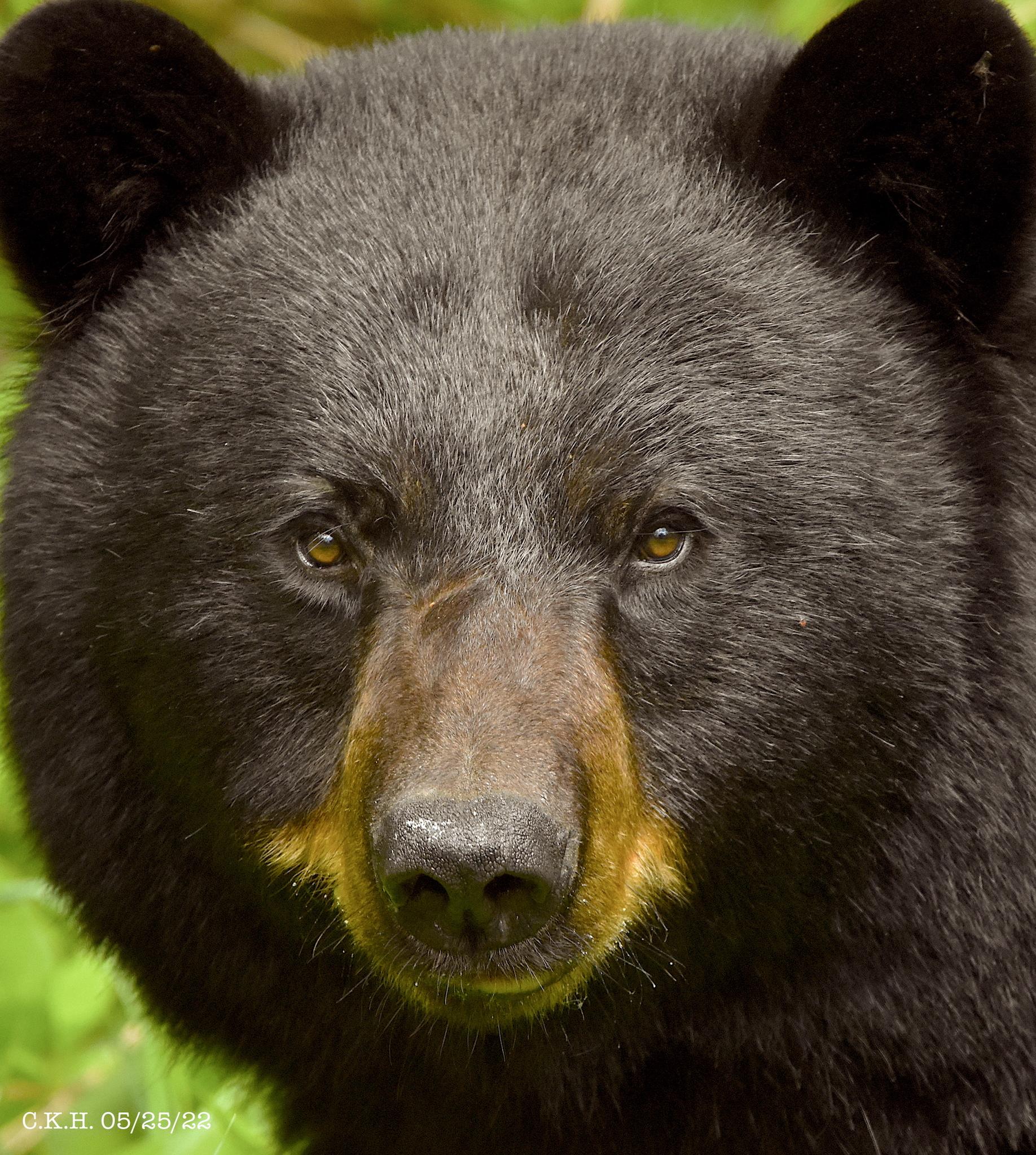 Oso negro americano