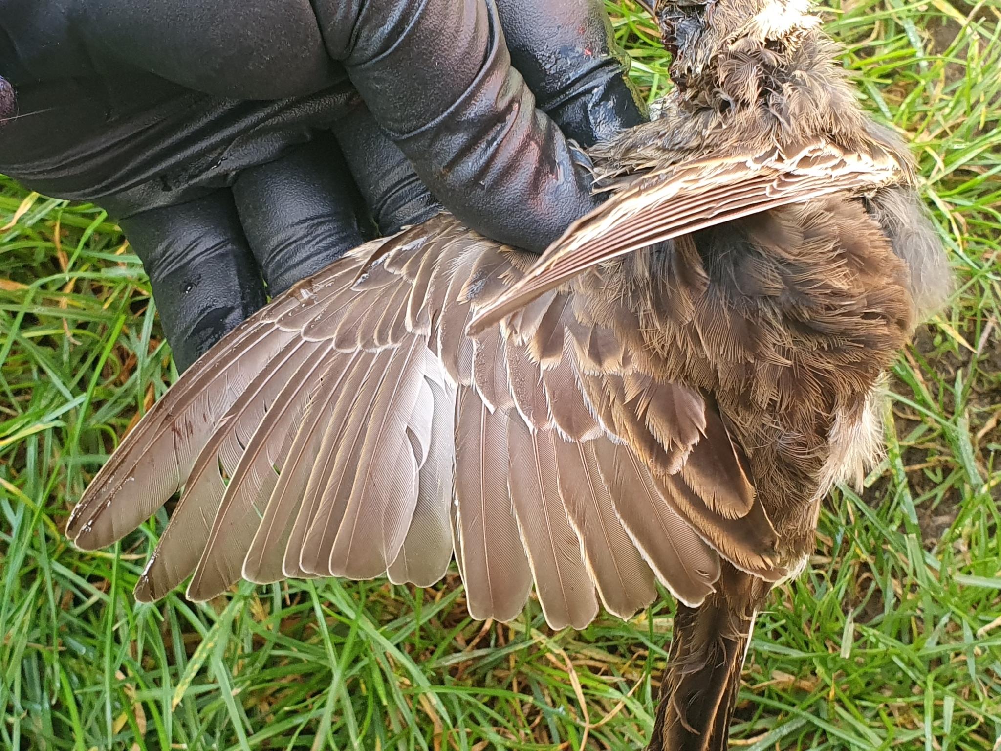Anthus novaeseelandiae