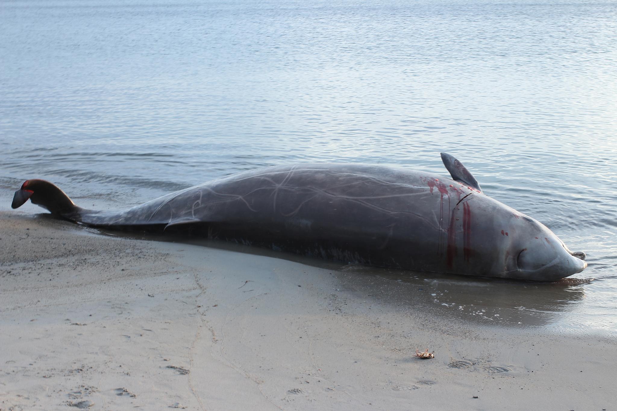 Ballena picuda de Couvier