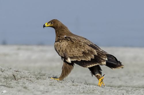 Águila esteparia