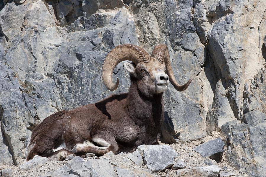 Borrego de Dall