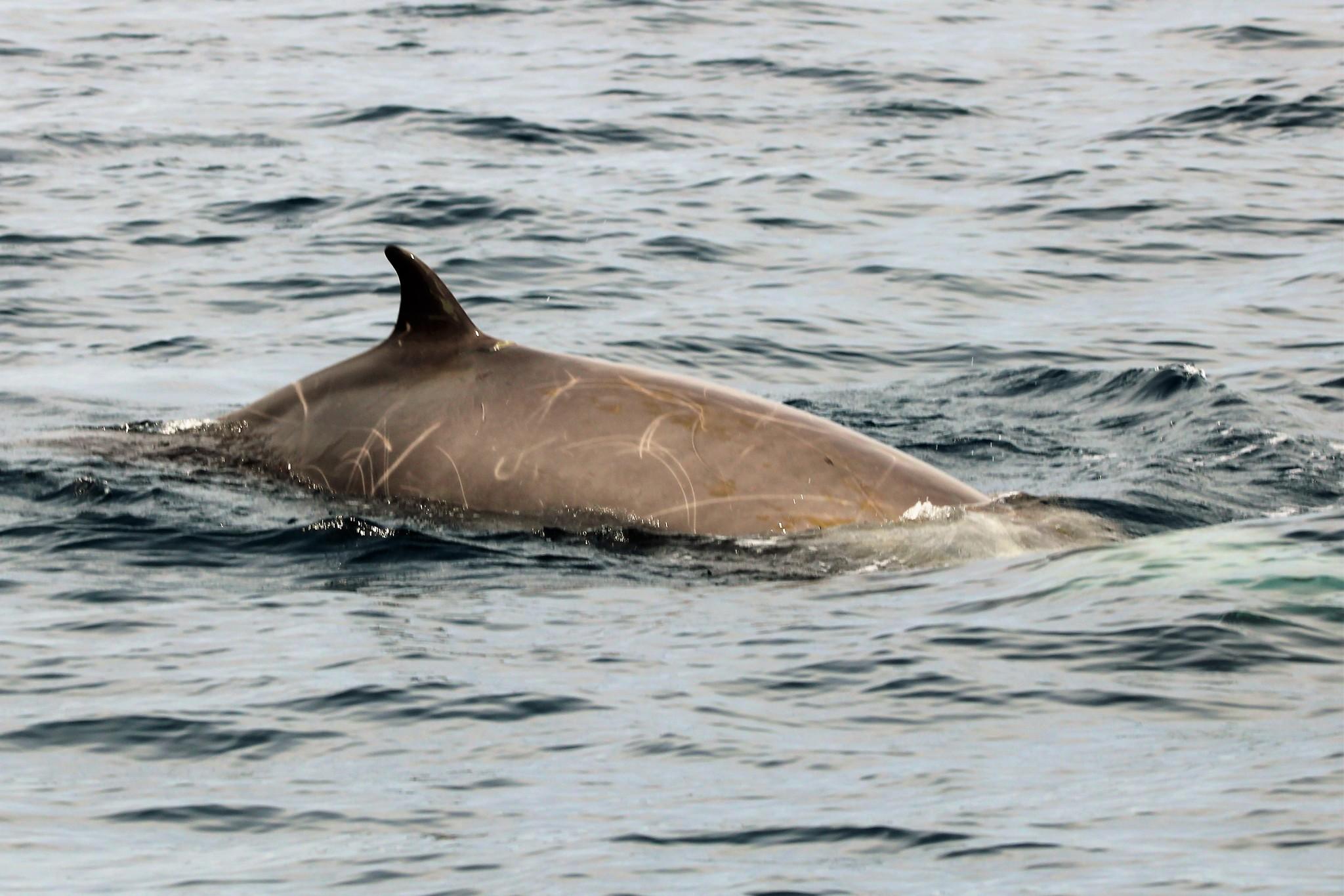 Ballena picuda de Couvier