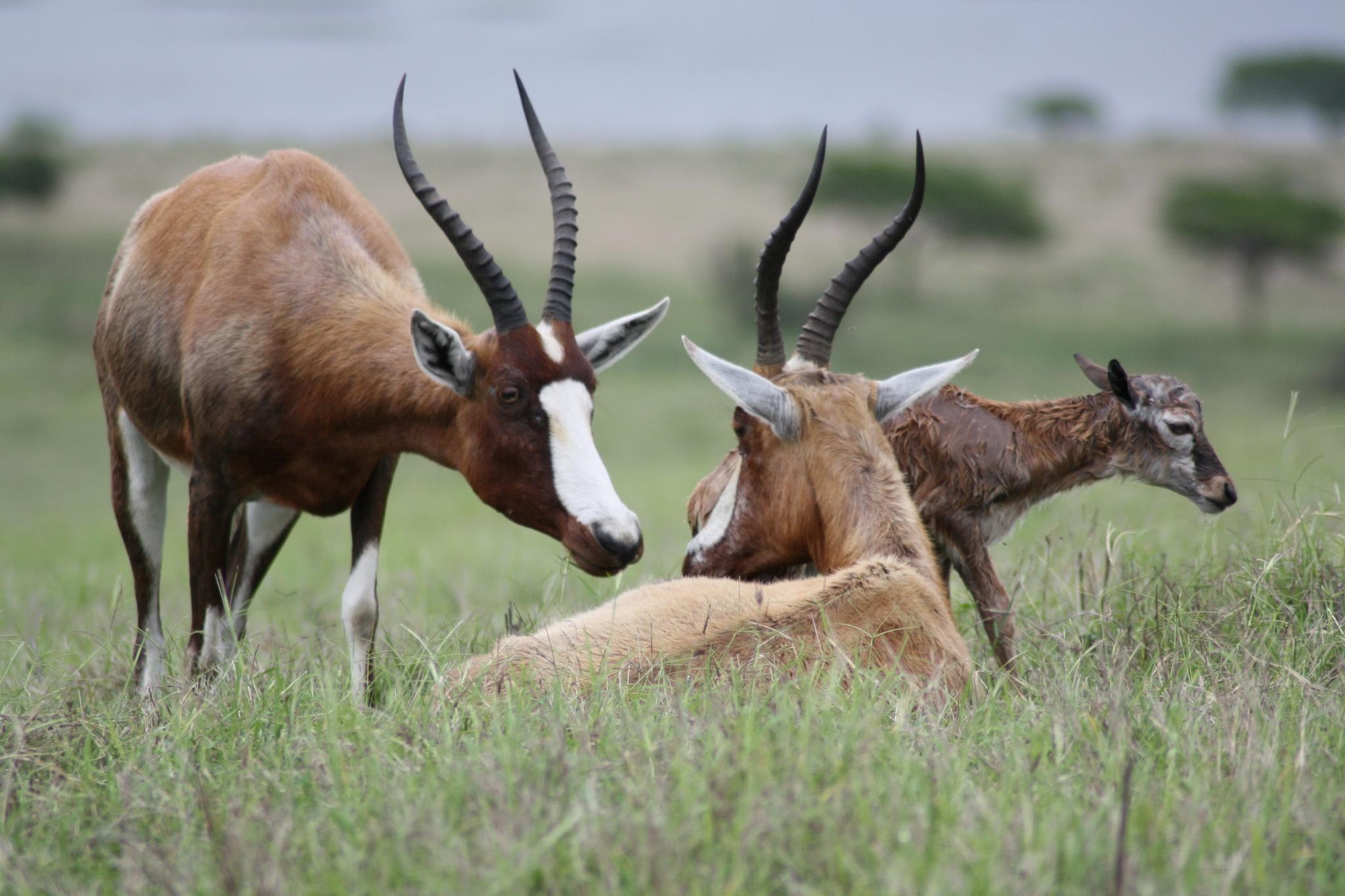 Vacas, ovejas, cabras, antílopes, bisontes y parientes