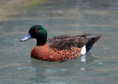 Pato castaño