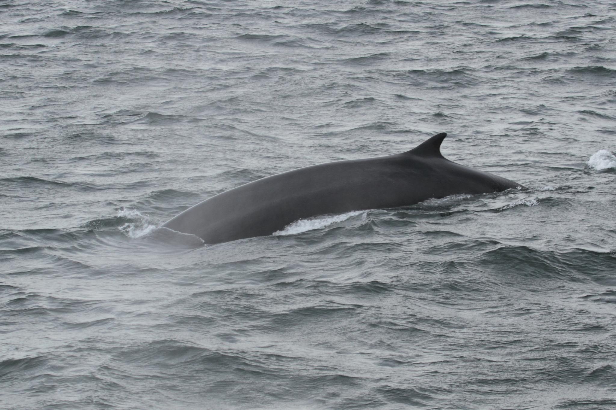 Ballena de aleta