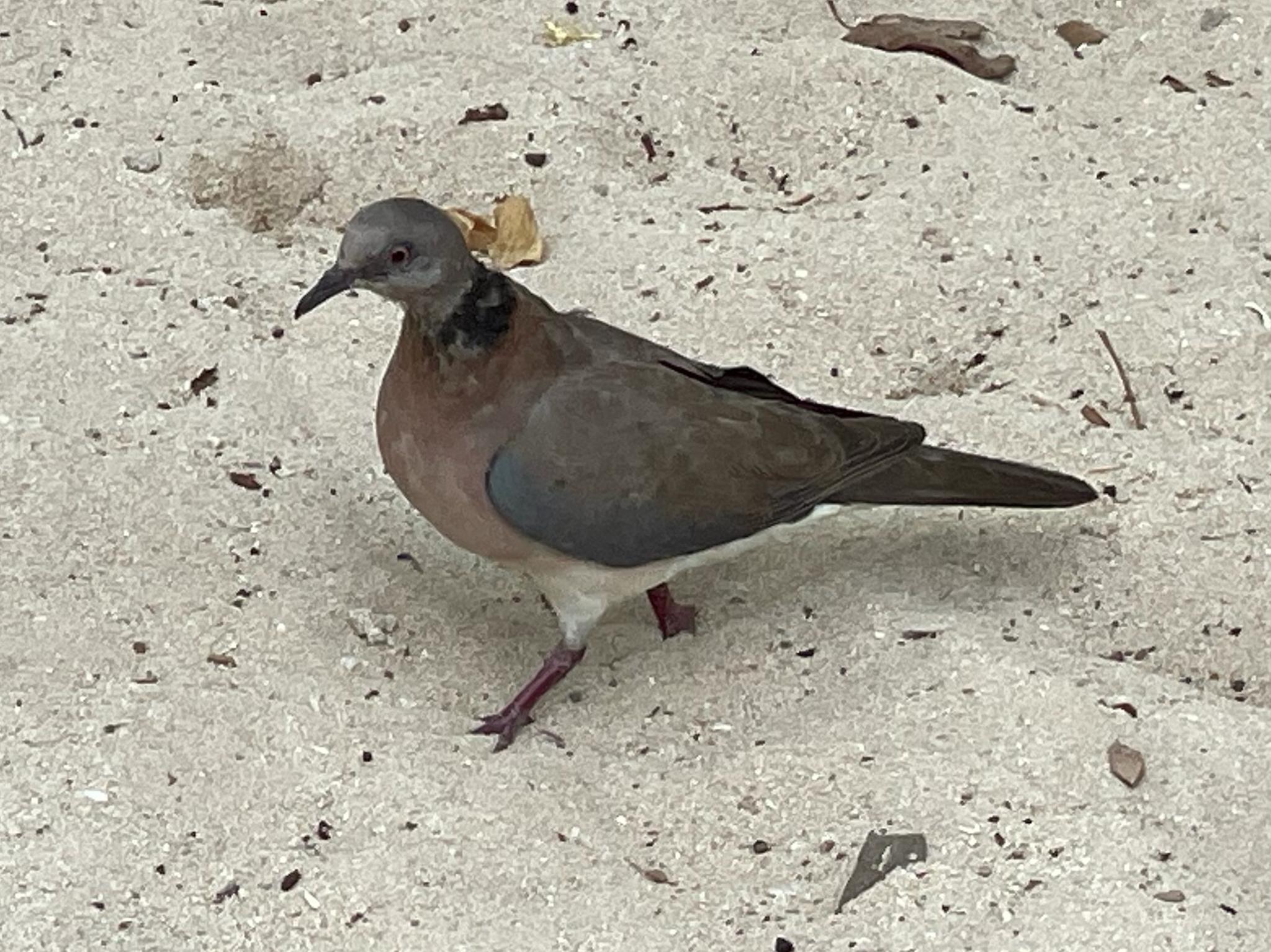 Philippine Collared-Dove