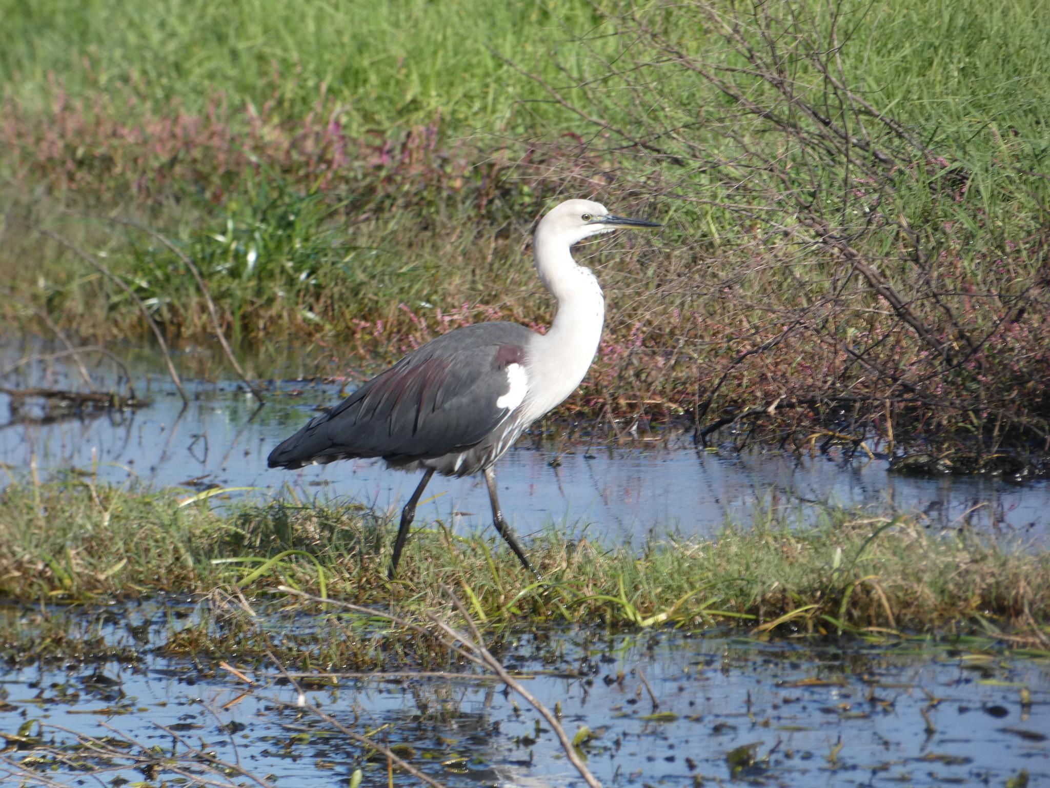 Garza de Cuello Blanco