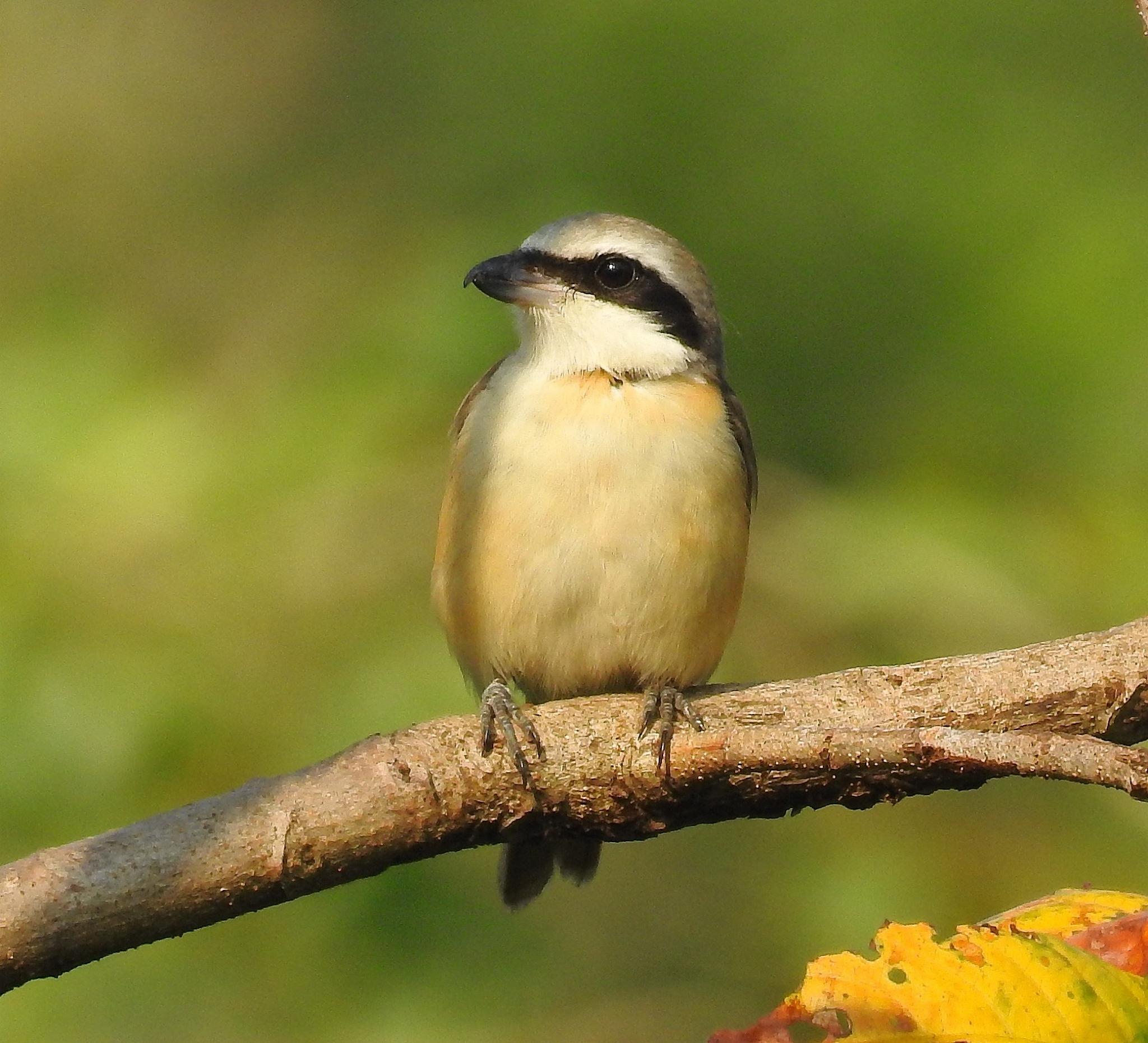 Brown Shrike