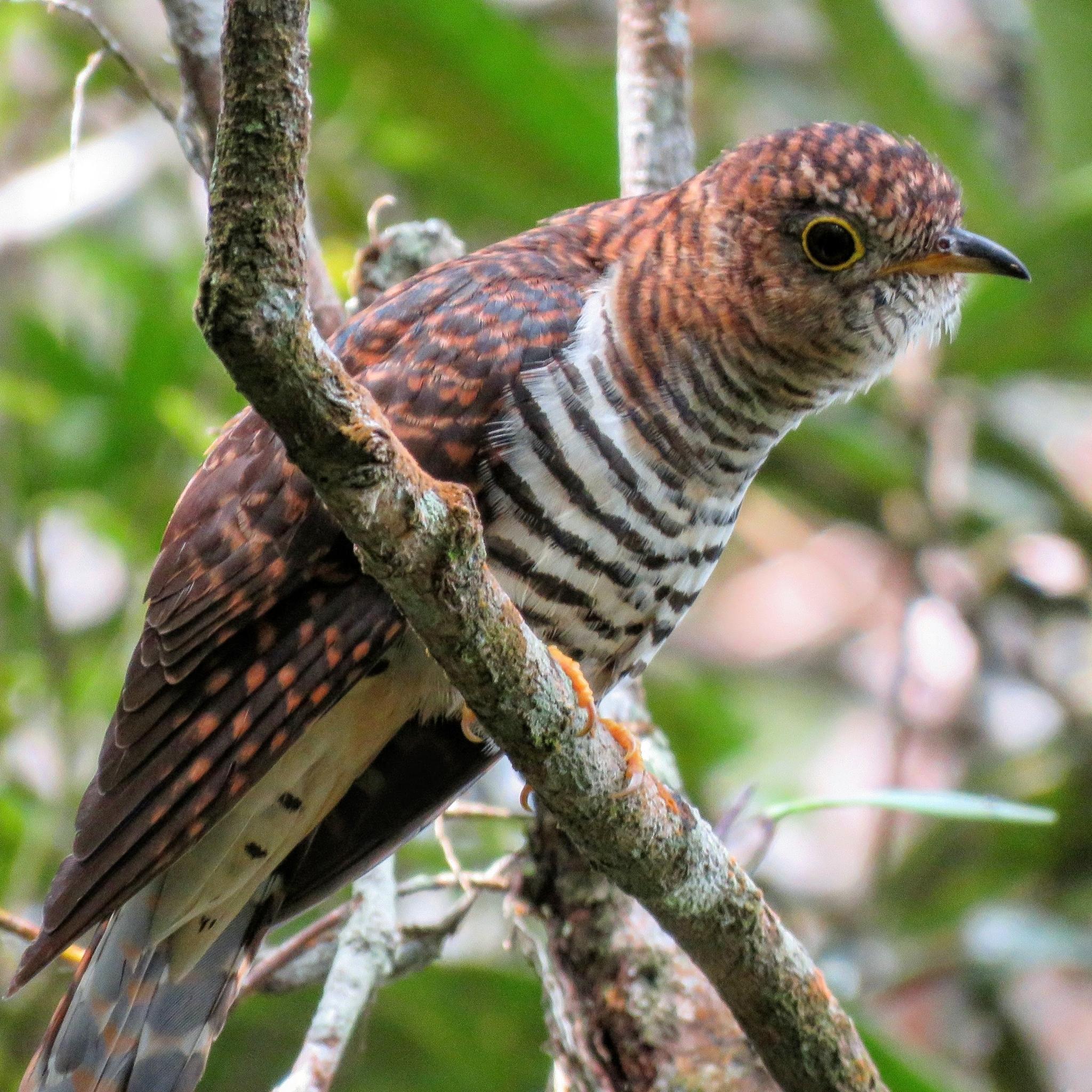 Cuco de Sonda