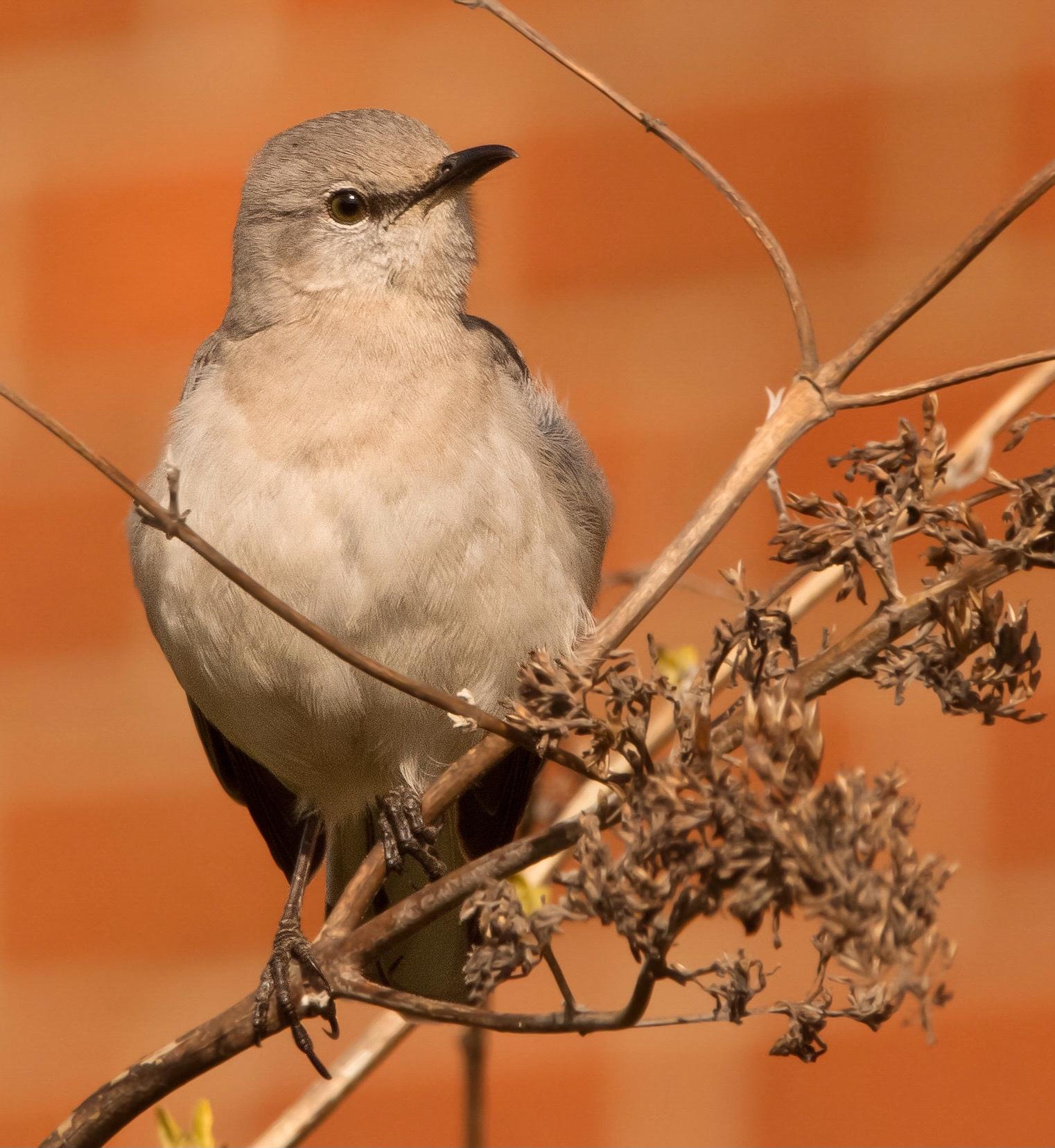 Northern Mockingbird