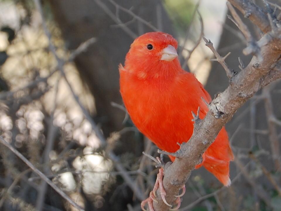 Serines
