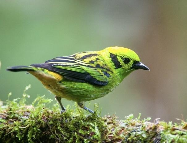 Tangara
