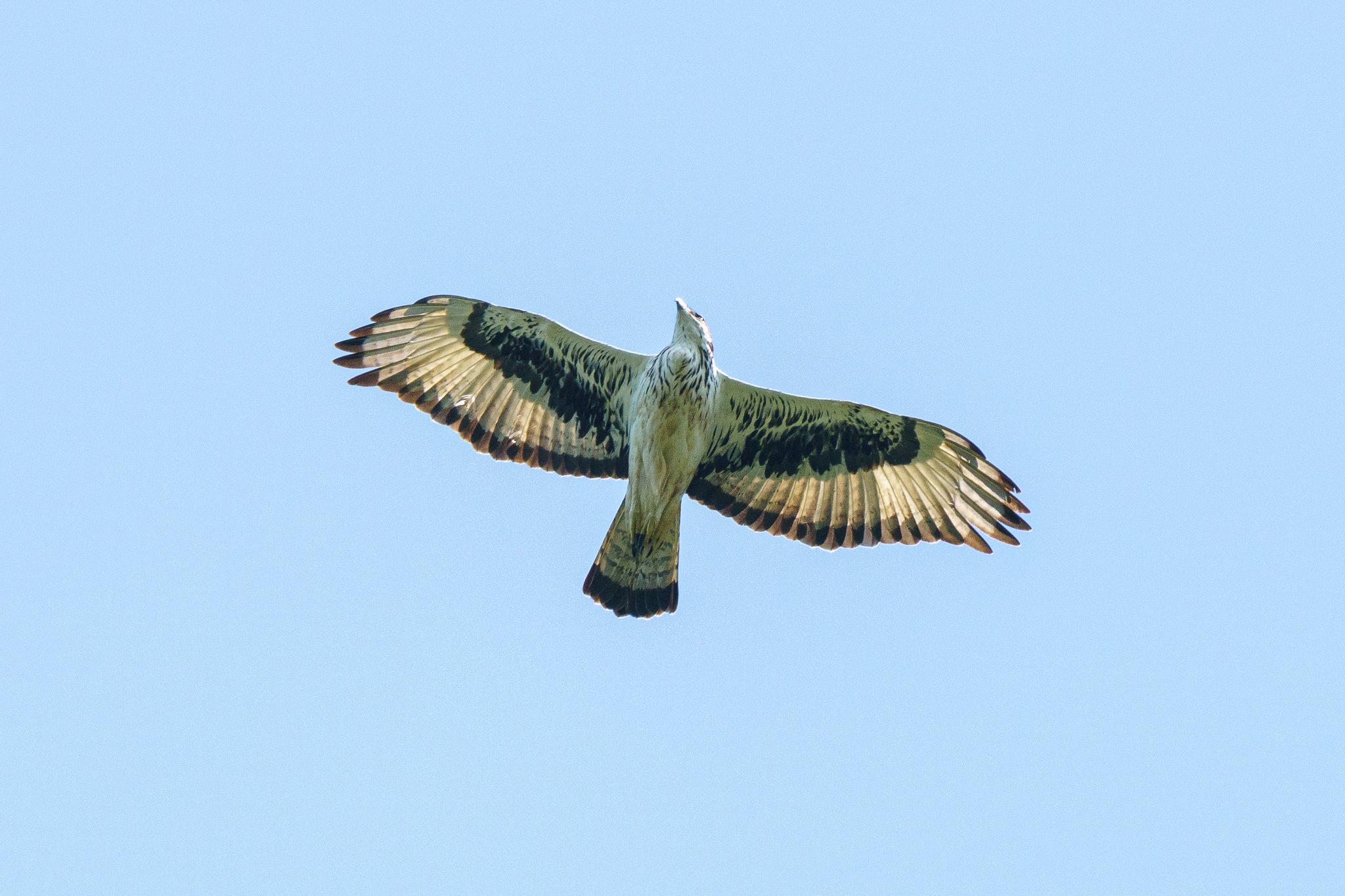 Águila azor africana