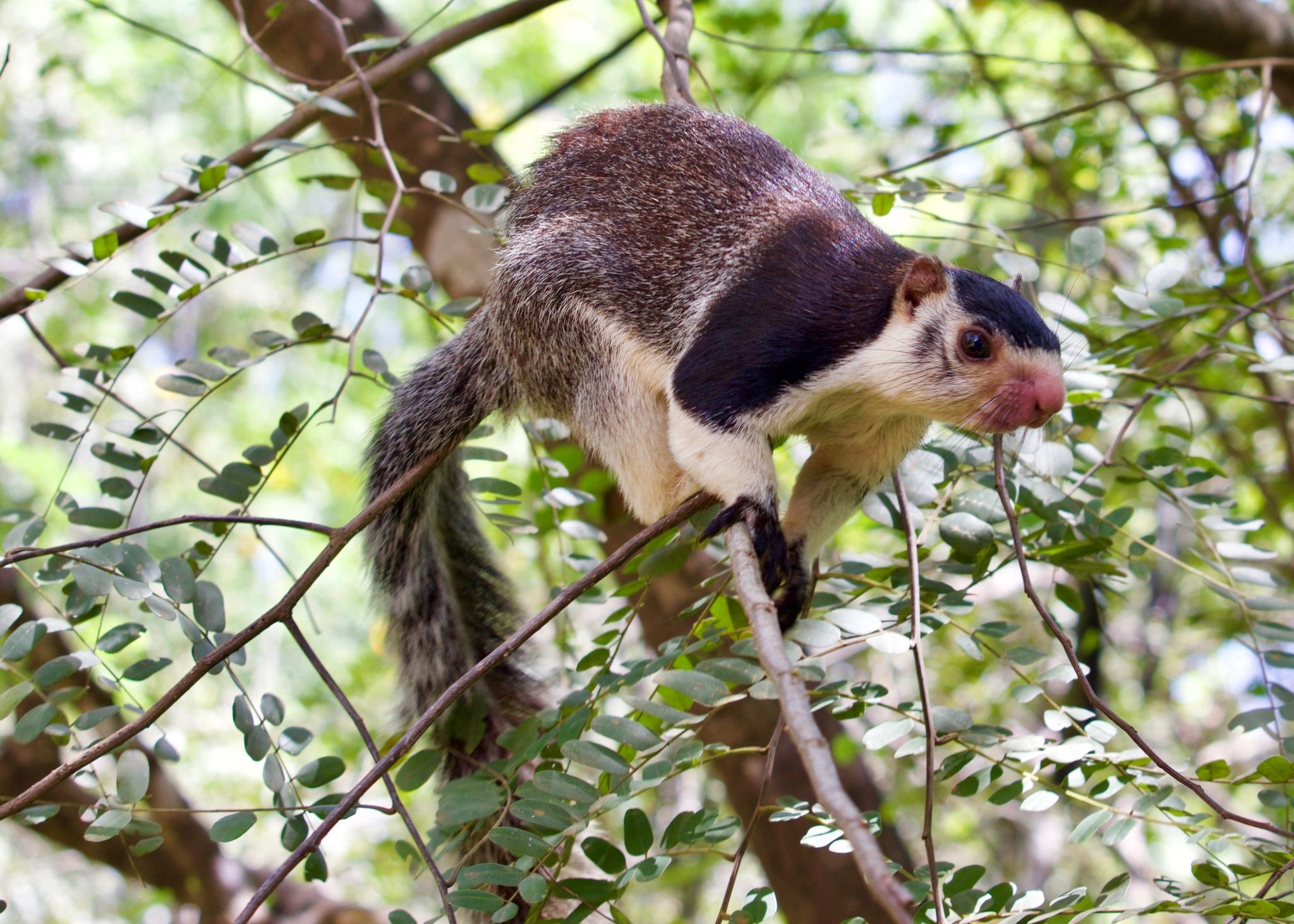 Monos, roedores y parientes