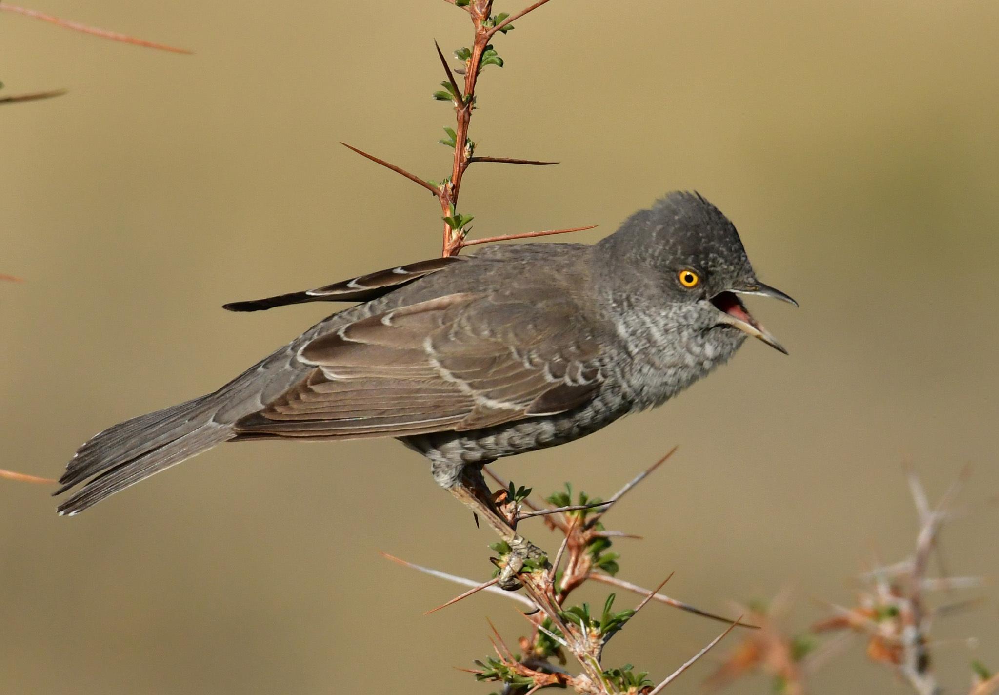 Barred Warbler