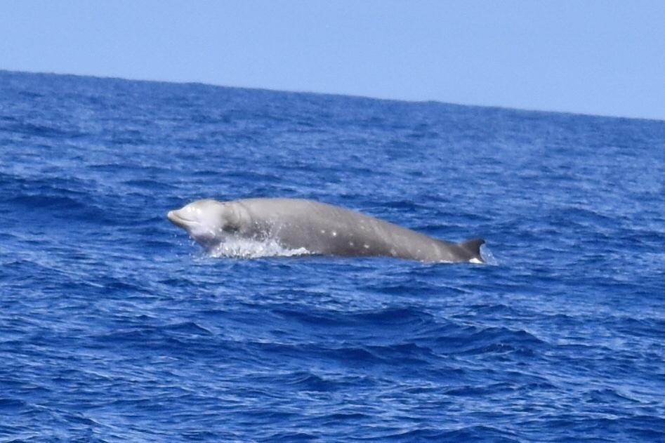 Ballena picuda de Couvier