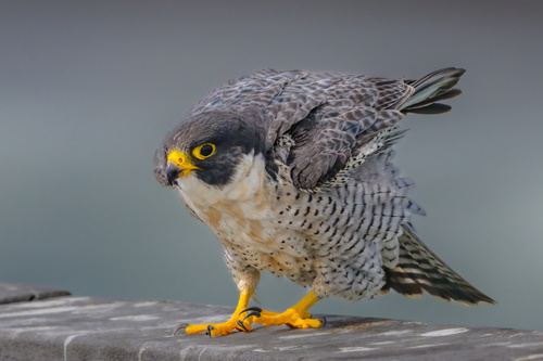 Halcón Peregrino