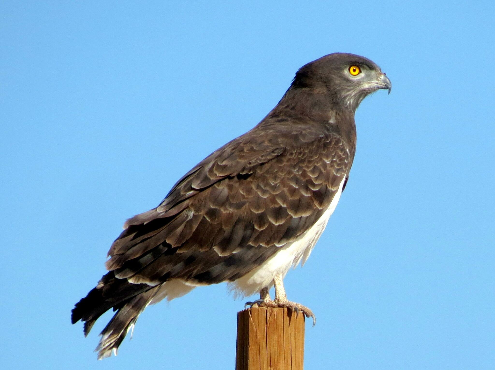Culebrera pechinegra
