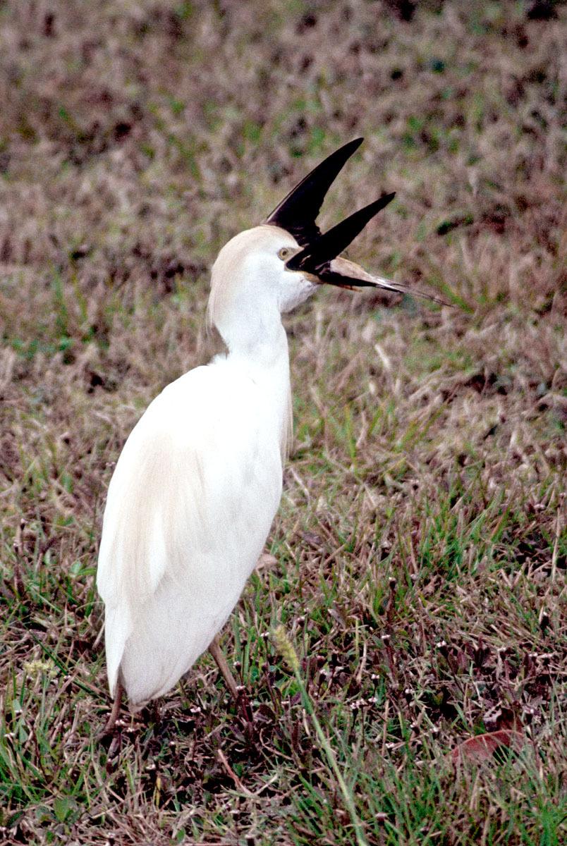Garzas, garcetas, garcillas y martinetes