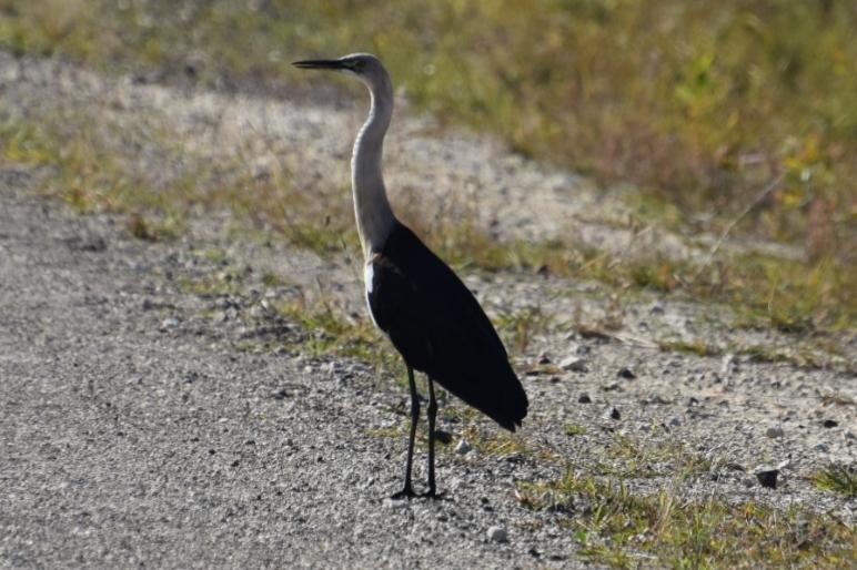 Garza de Cuello Blanco