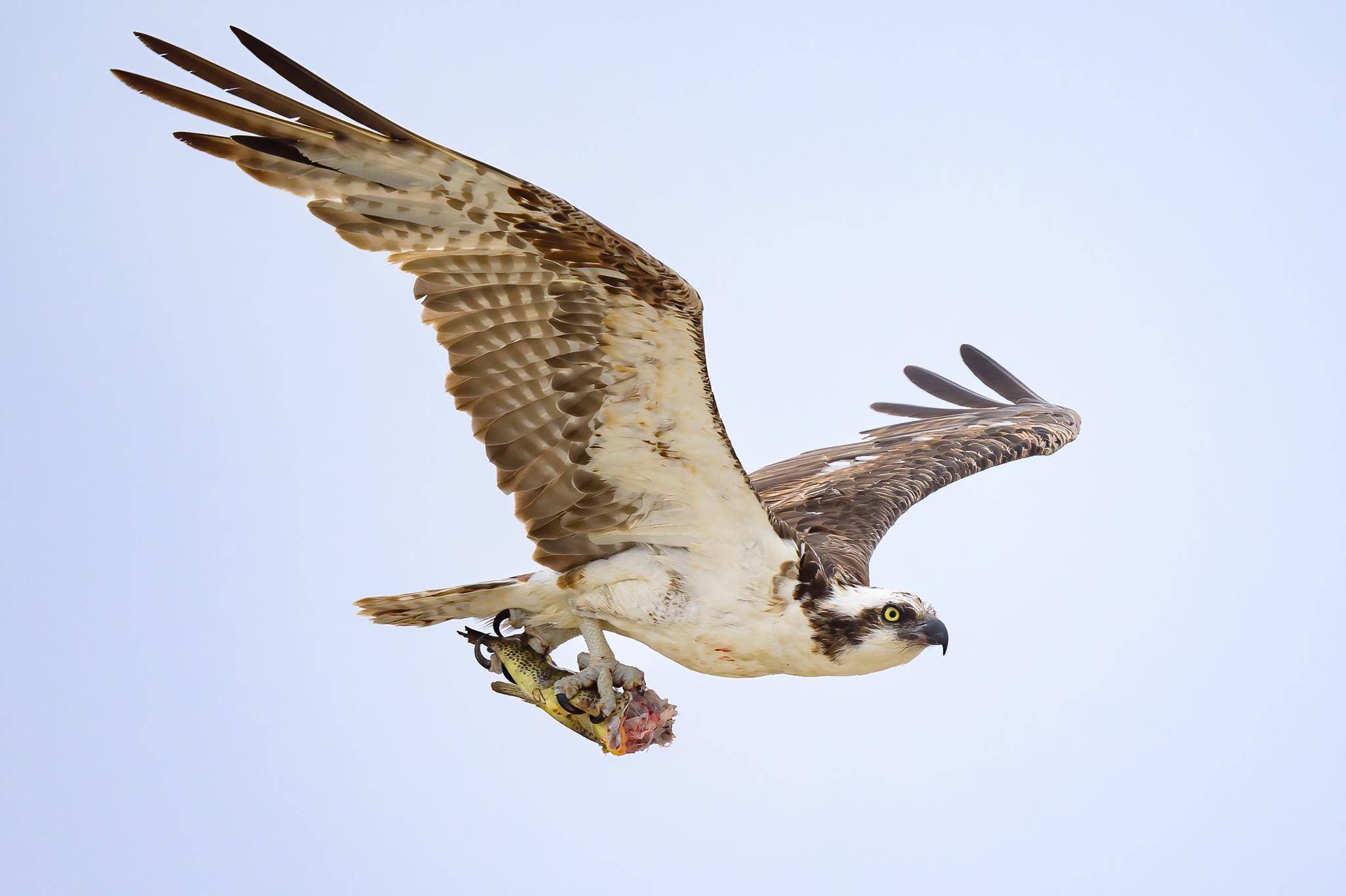 Hawks, Eagles, Kites, and Allies