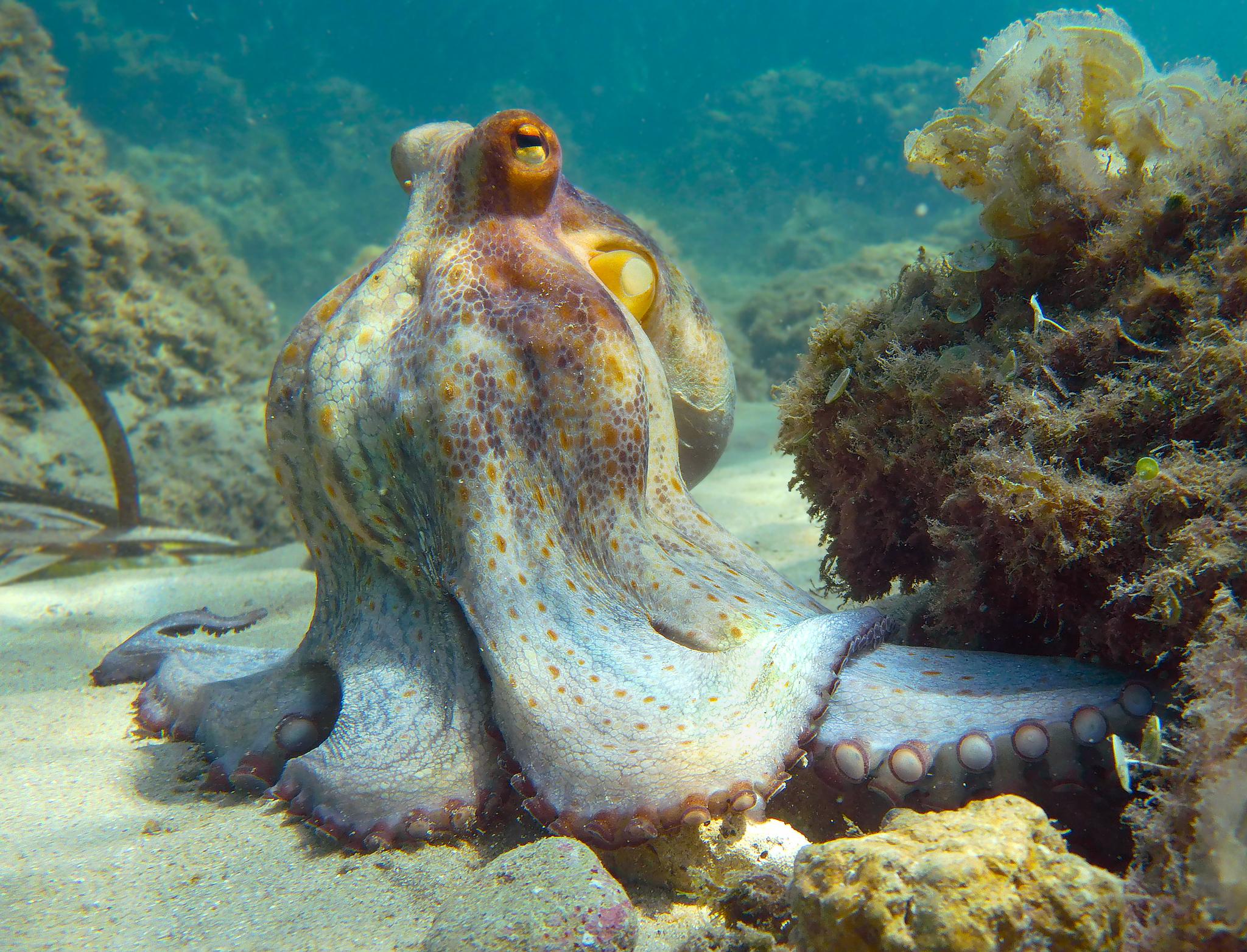Pulpo de roca del Atlántico