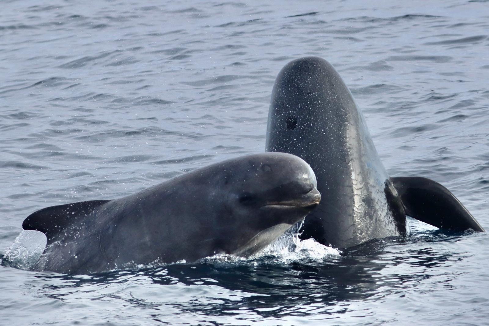 Ballena piloto de aleta larga