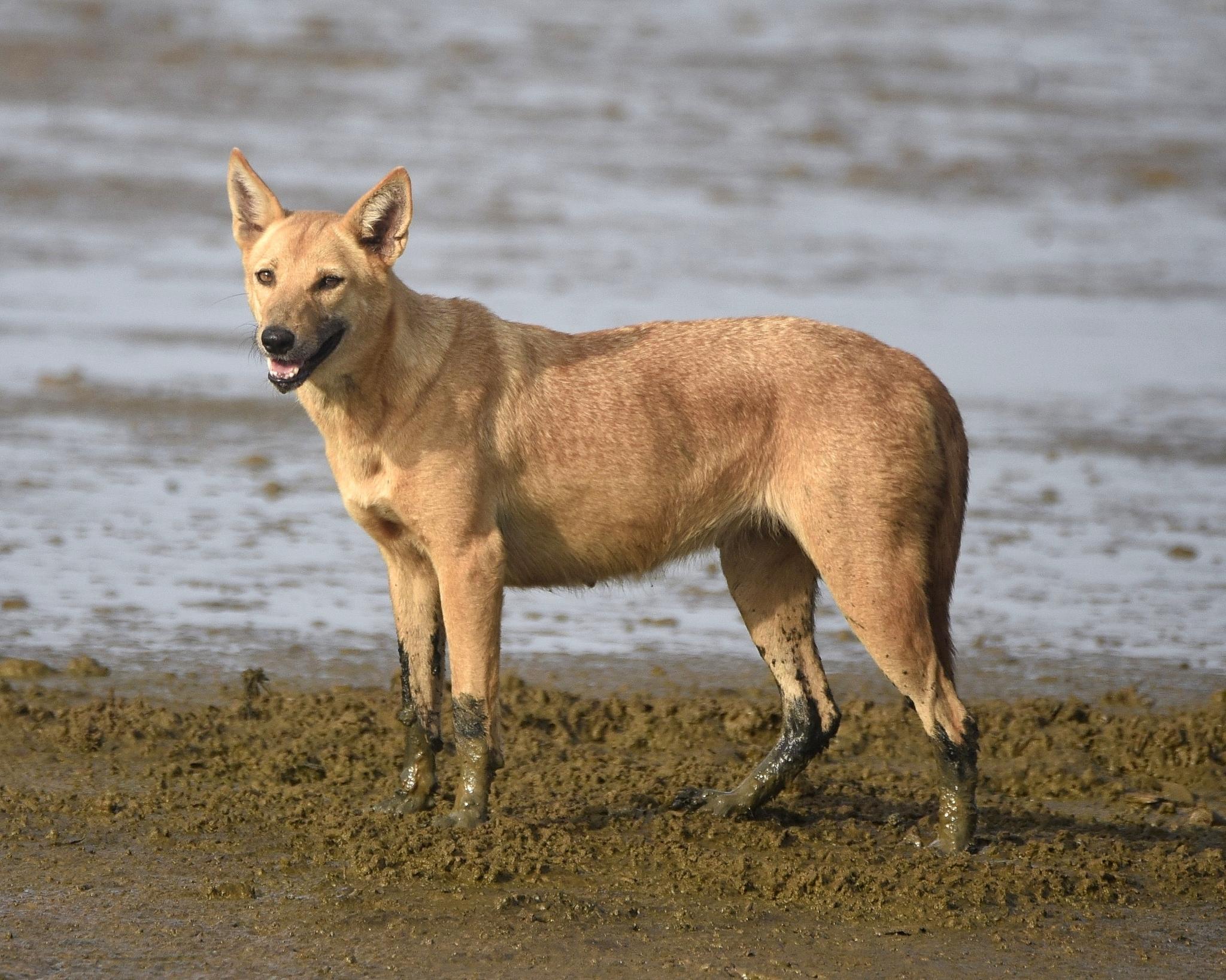 Perro Doméstico