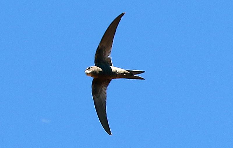 Vencejo unicolor