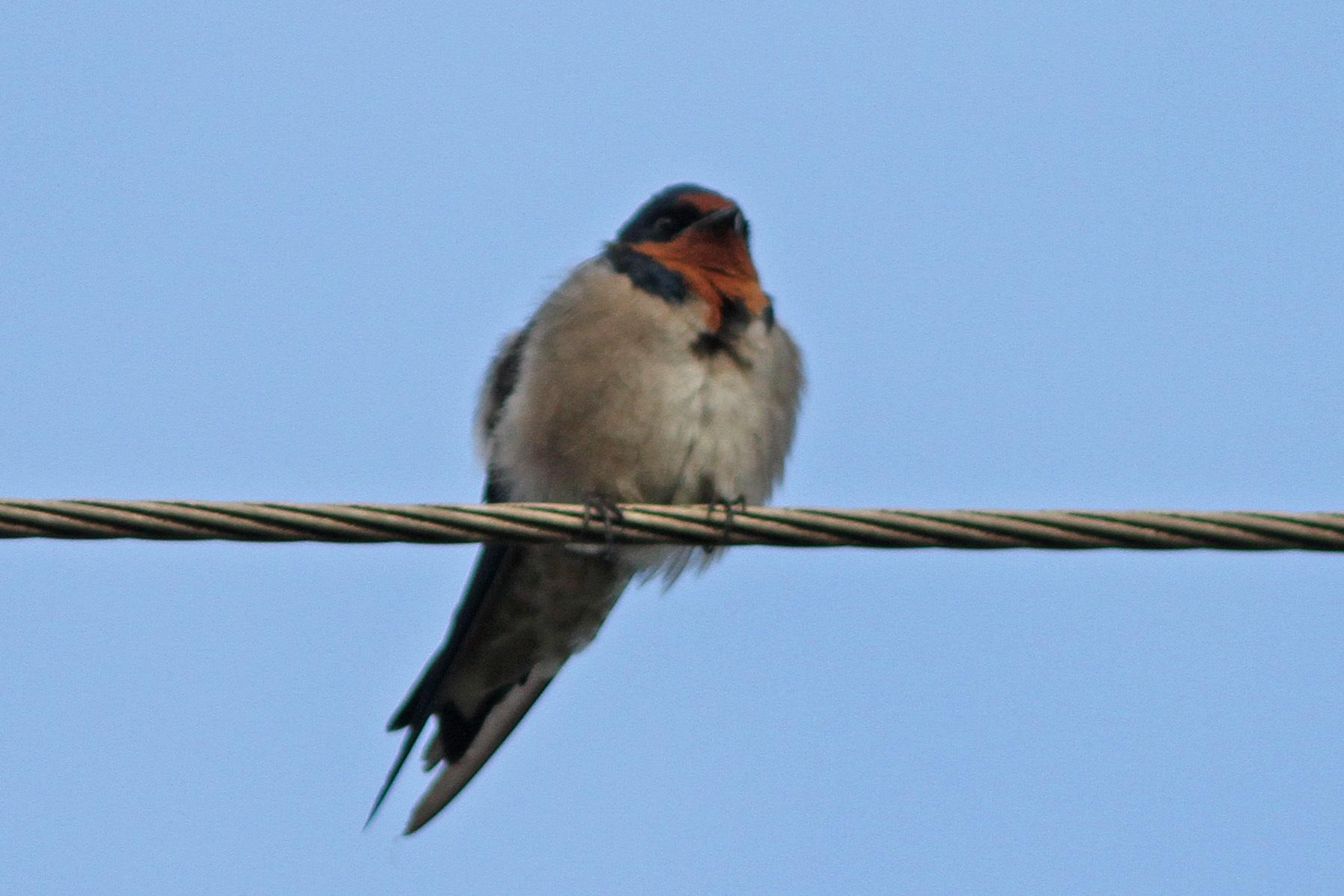 Golondrina Angoleña