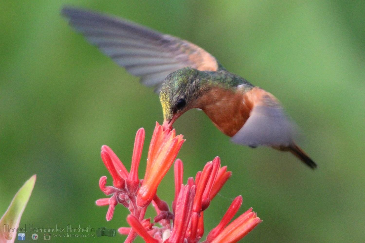 Cinnamon Hummingbird