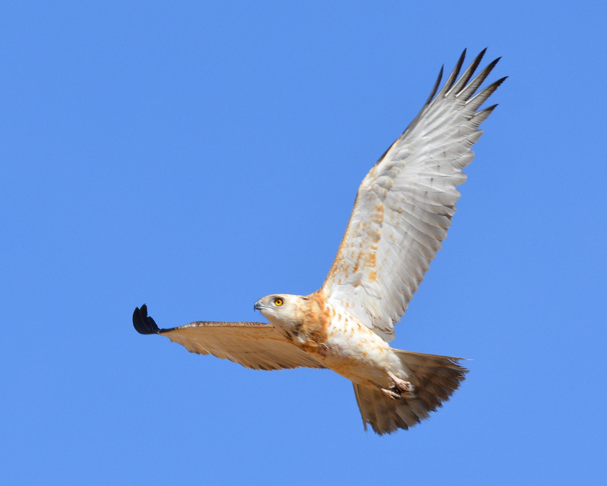Culebrera pechinegra