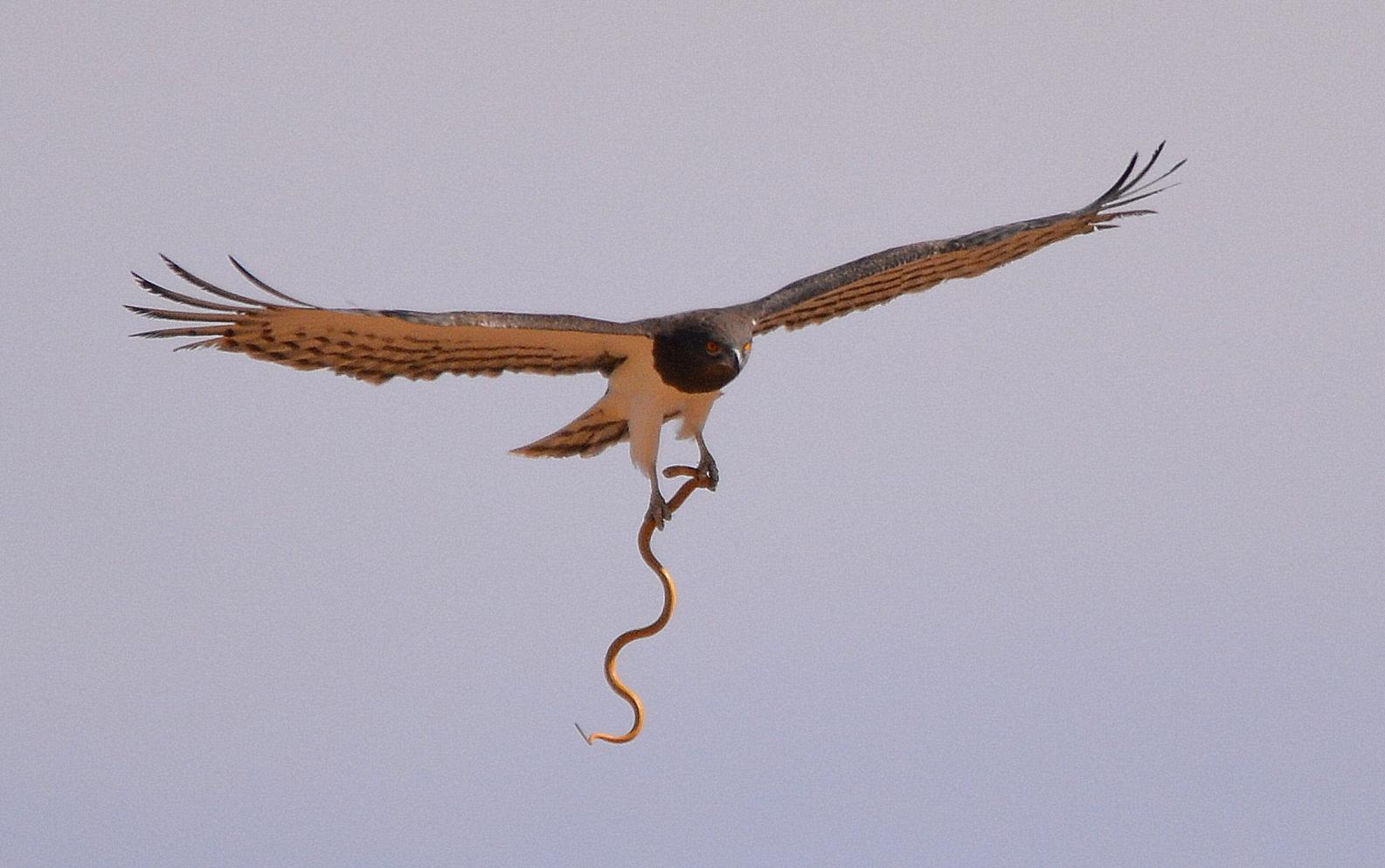 Culebrera pechinegra