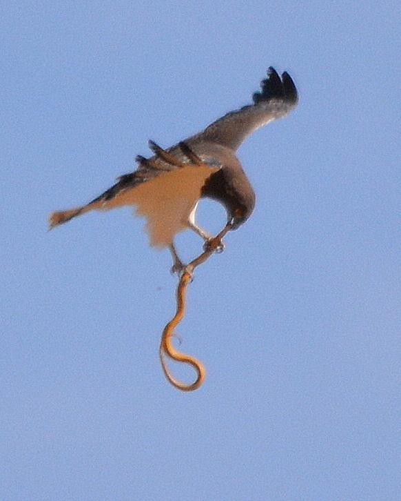 Culebrera pechinegra