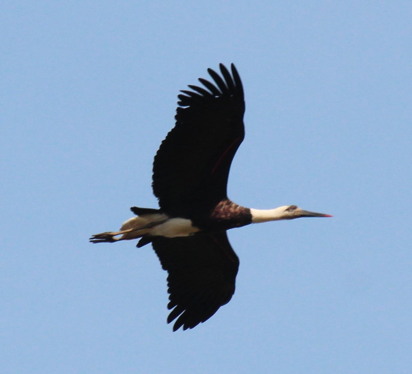 Cigüeña lanuda africana