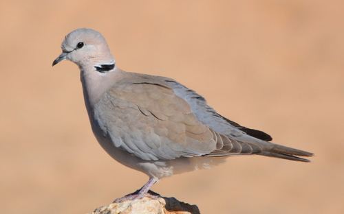 Cape Turtle Dove
