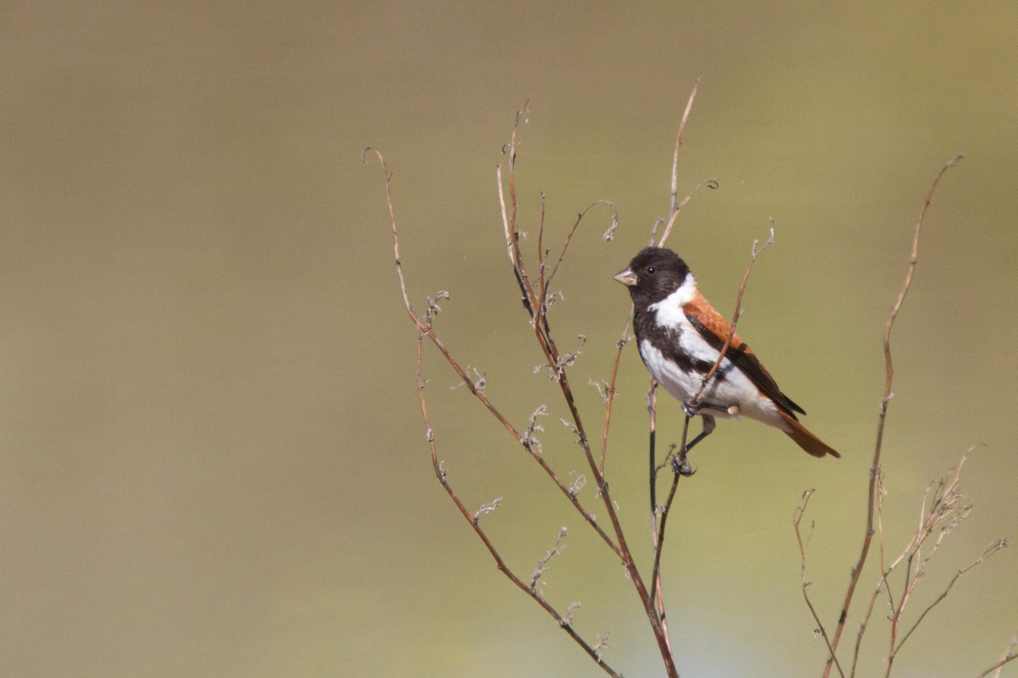 Serines