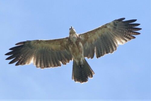 Gurney's Eagle