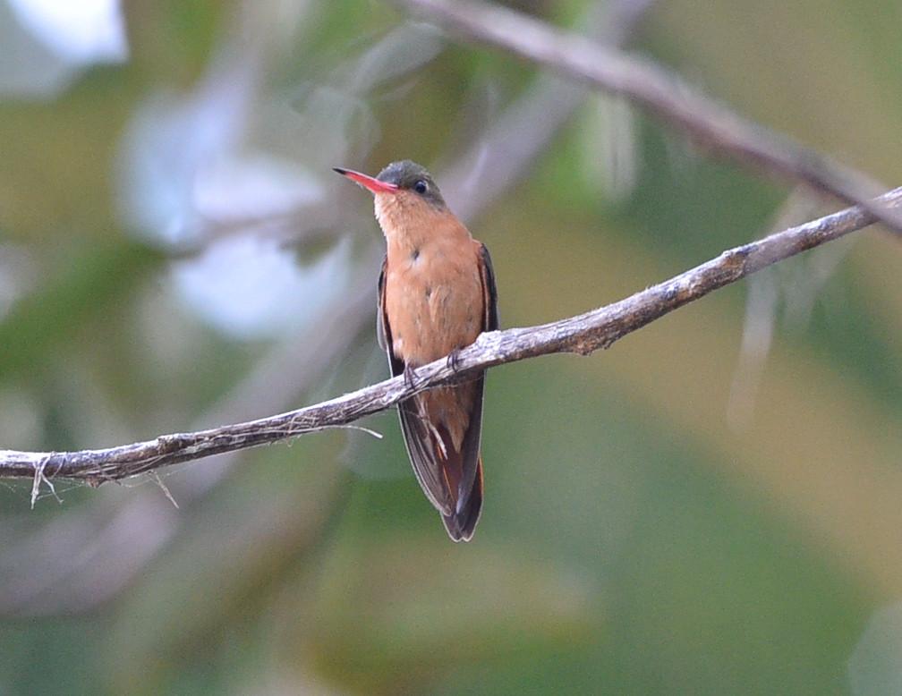 Cinnamon Hummingbird