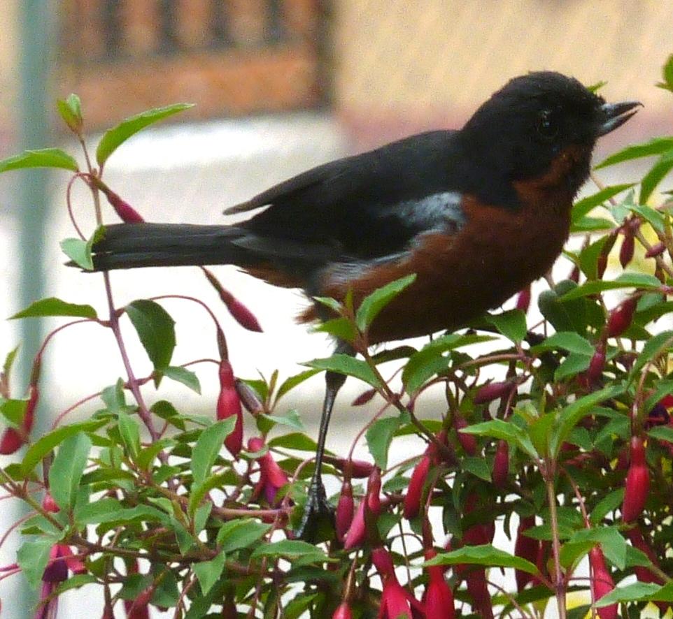 Black-throated Flowerpiercer