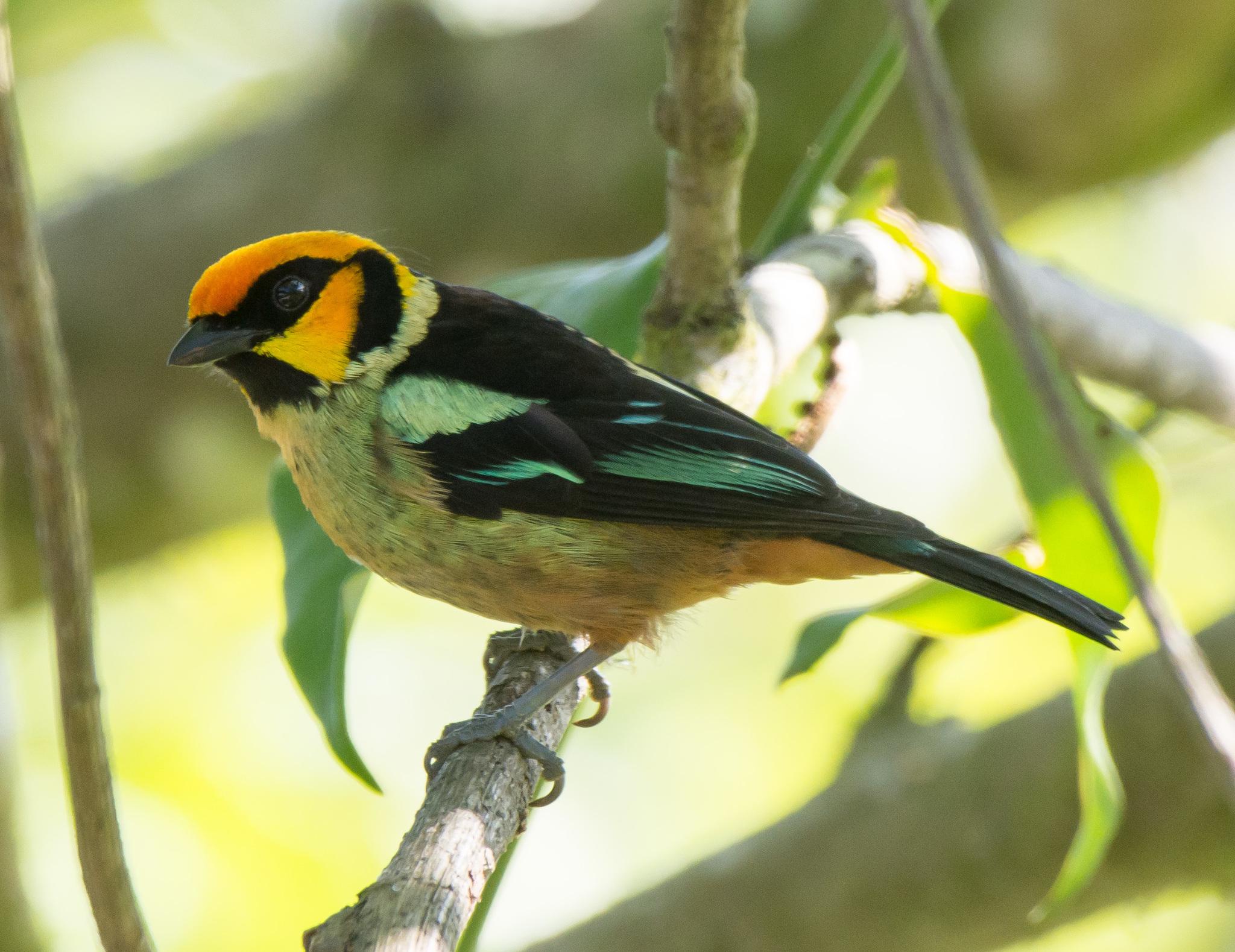 Flame-faced Tanager
