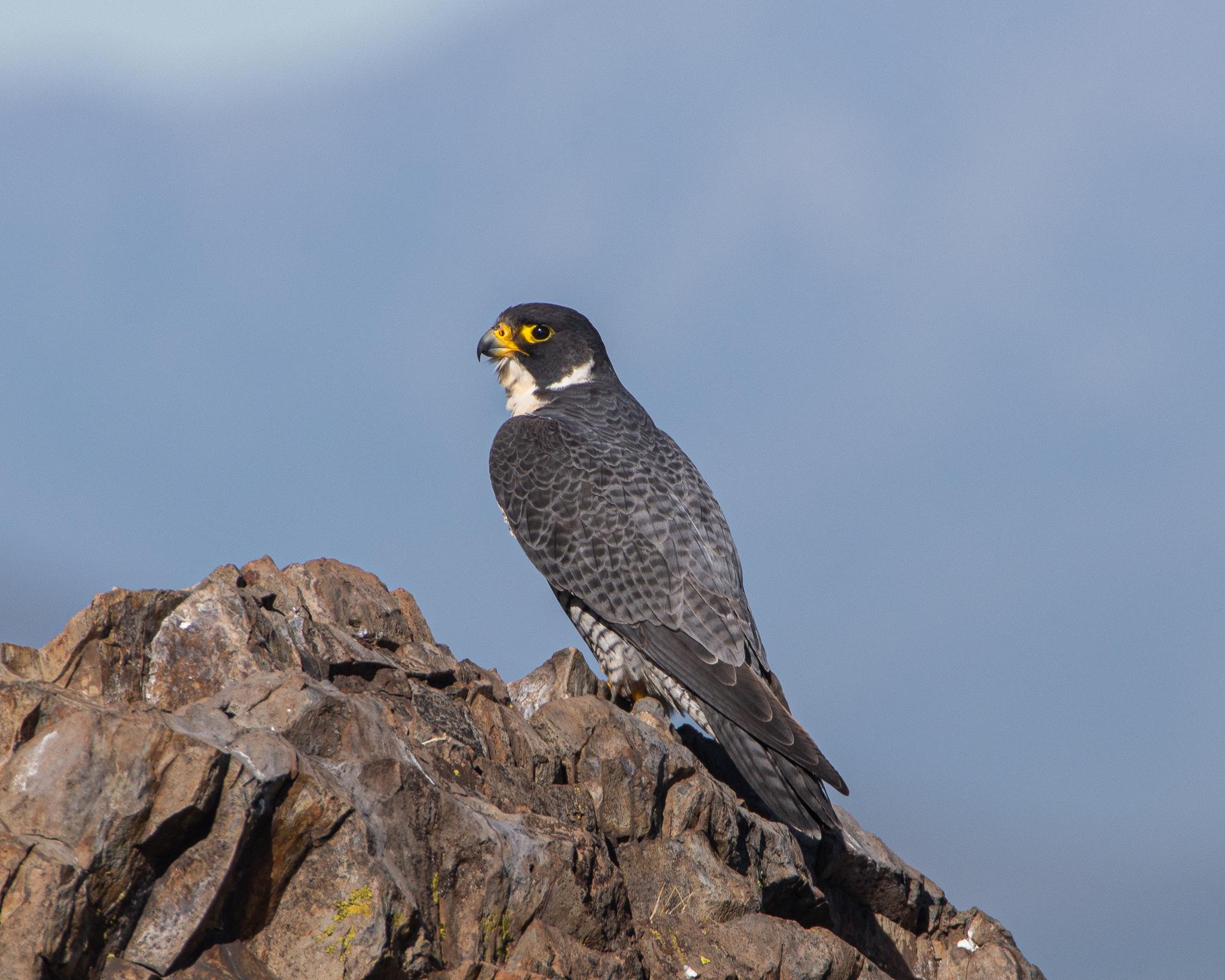 Halcón Peregrino