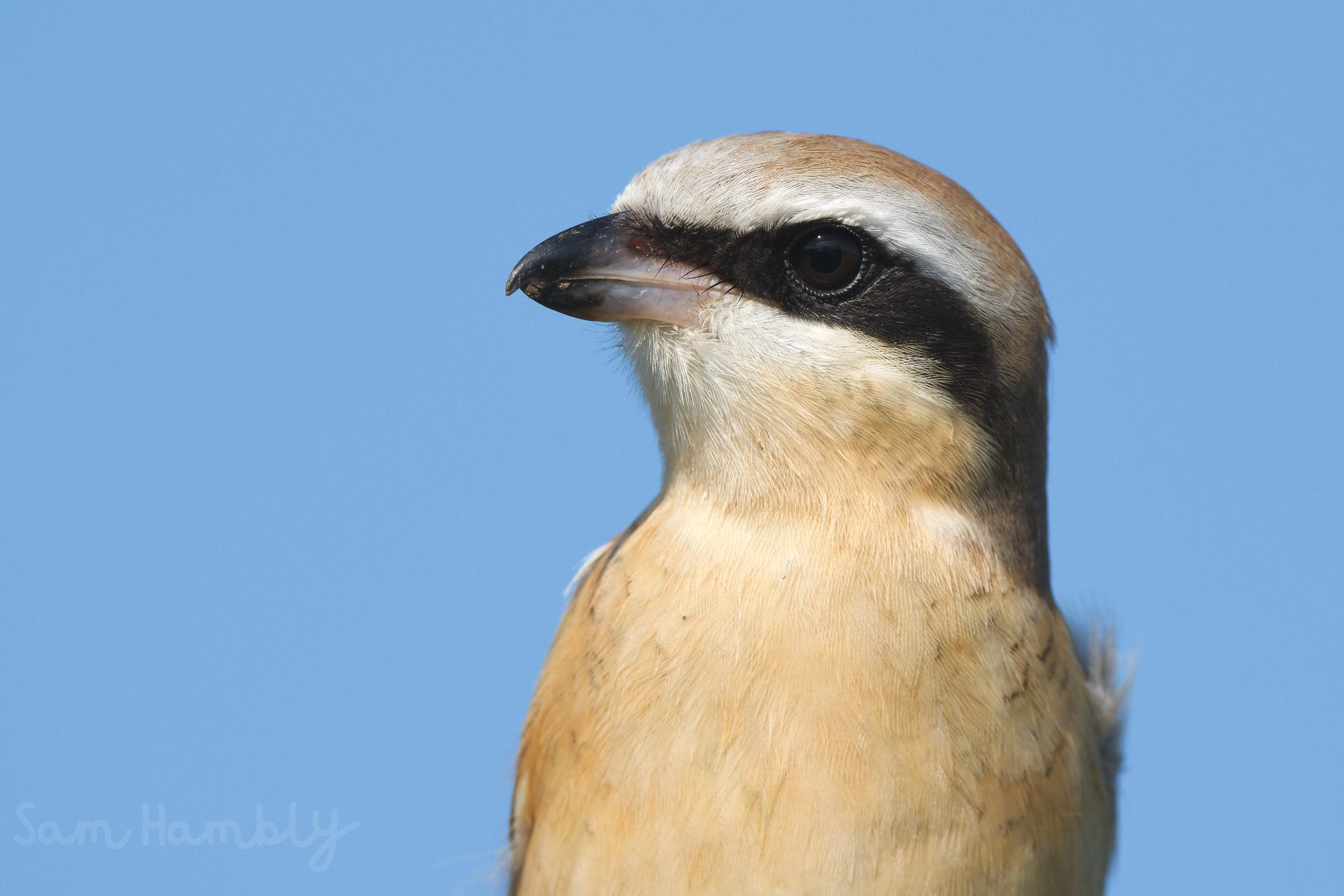 Brown Shrike