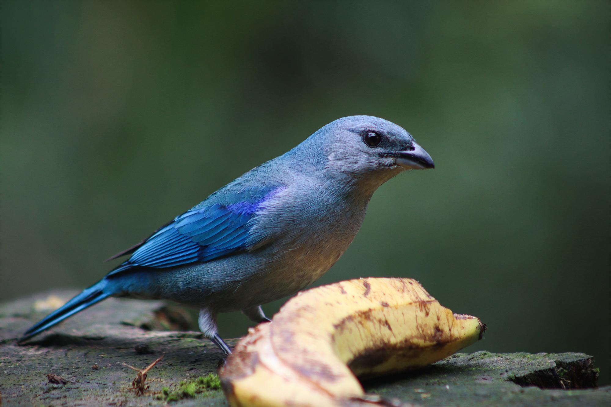 Azure-shouldered Tanager
