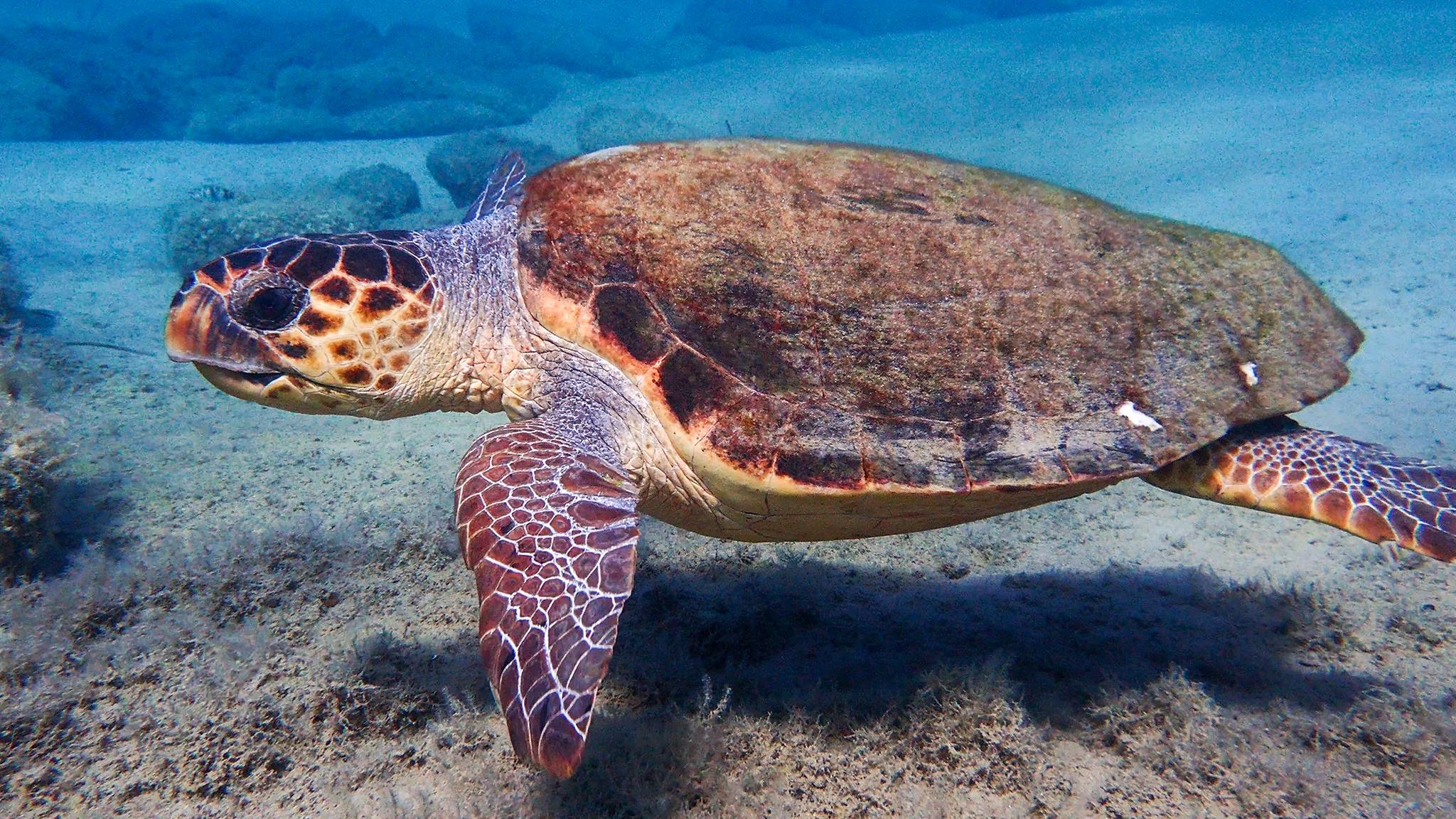 Tortuga caguama